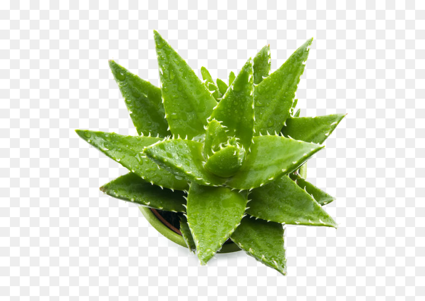 Aloe Vera Gel For Men, HD Png Download - plant png
