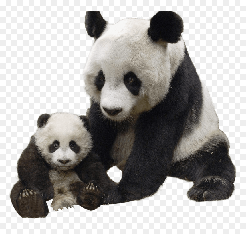 Pandas Png, Transparent Png - pandas png