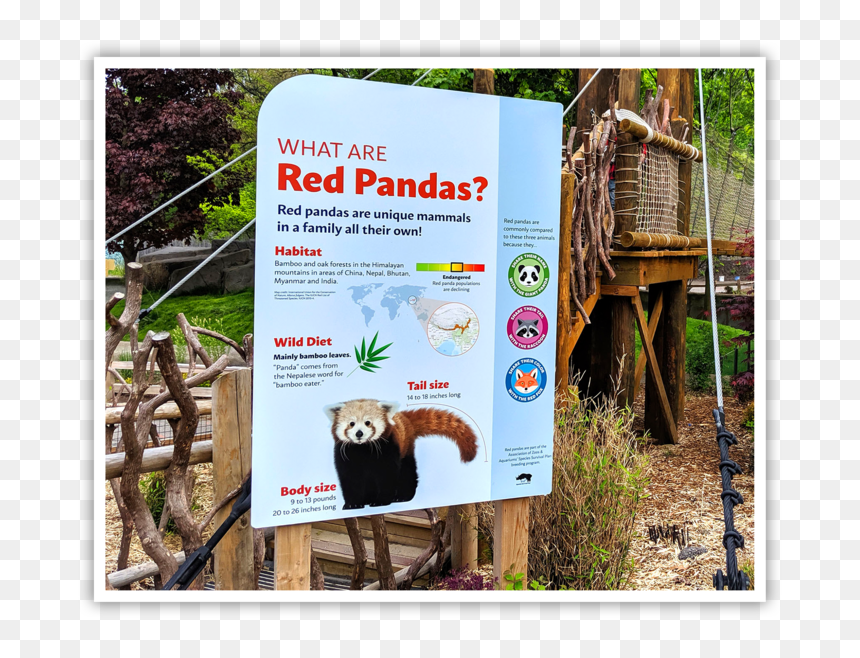Banner, HD Png Download - pandas png