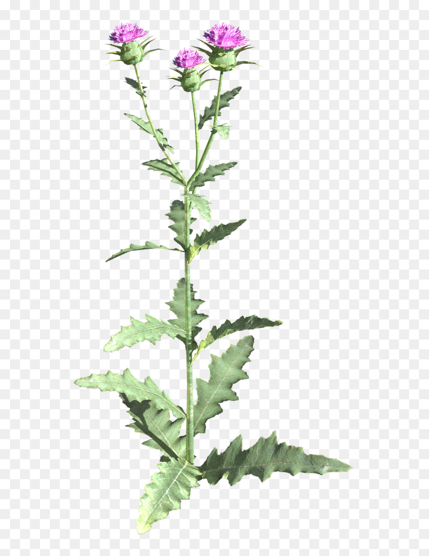 Skyrim Thistle, HD Png Download - nightshade png