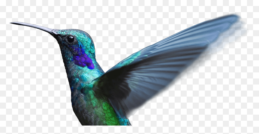 Png Image Transparent Background Feather Png, Png Download - all png images