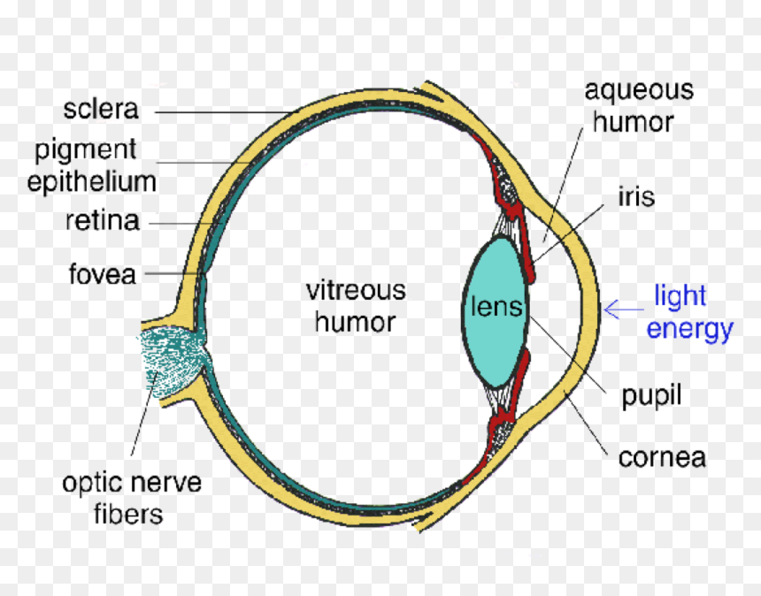 Diagram, HD Png Download - hue br png