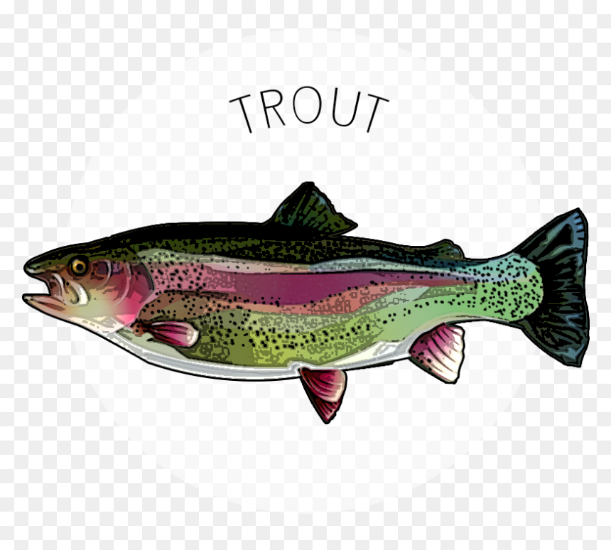 Trout, HD Png Download - speckled trout png
