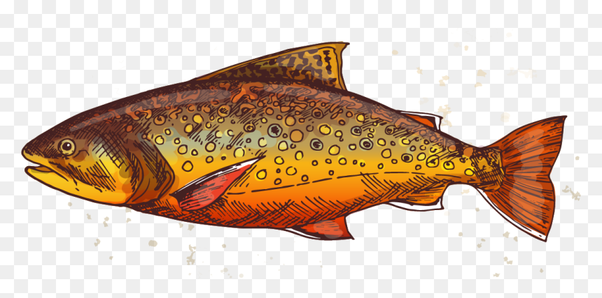 Com/wp Trout 2 - Brown Trout, HD Png Download - speckled trout png
