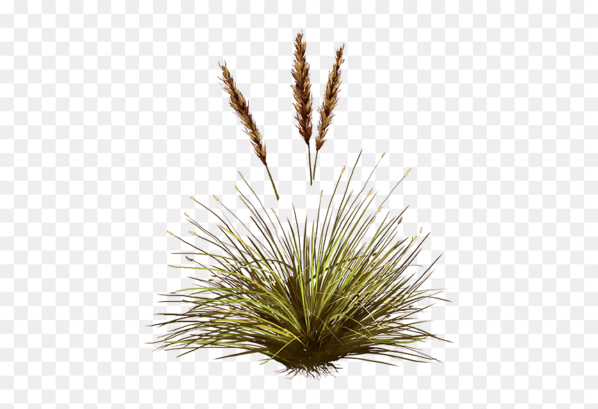 Grass, HD Png Download - carex png