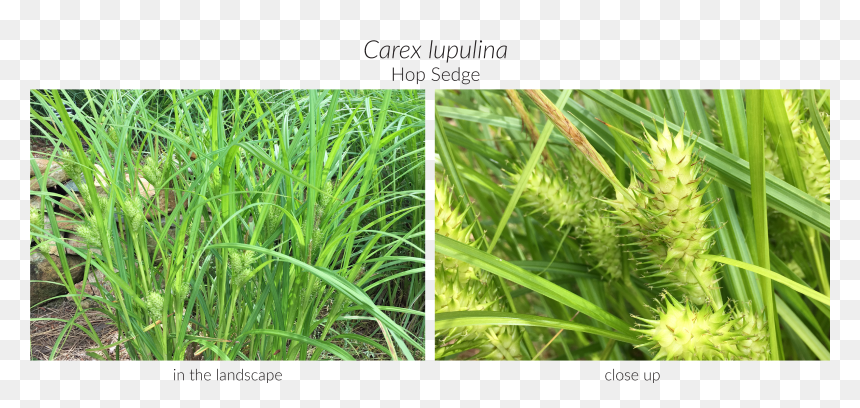 Sweet Grass, HD Png Download - carex png