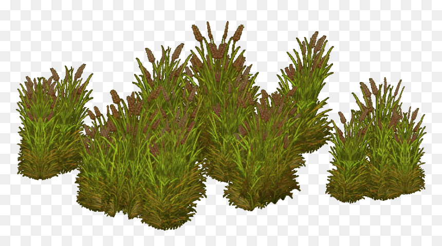 Grass, HD Png Download - carex png