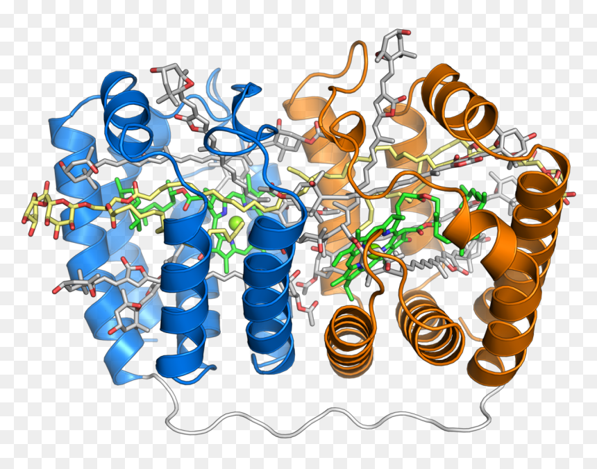 Peridinin Chlorophyll Protein, HD Png Download - photosynthesis png