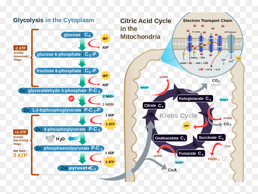 Difference Between Photosynthesis And Cellular Respiration - Electron Transport Cellular Respiration, HD Png Download - photosynthesis png