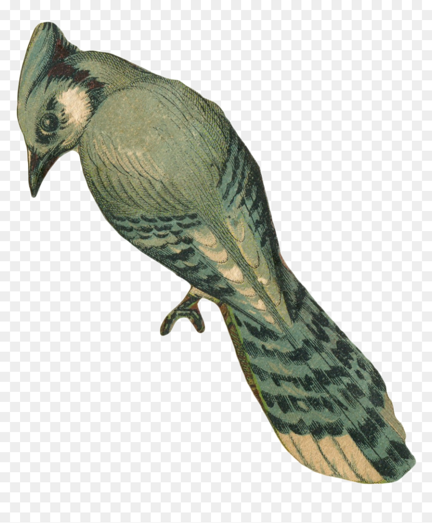Vintage Faded Blue Jay Bird Art With Transparent Background - Vintage Bird Transparent Background, HD Png Download - faded border png