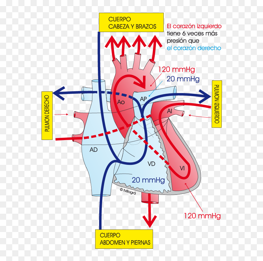 Presion Arterial Pulmonar Normal, HD Png Download - pulmones png