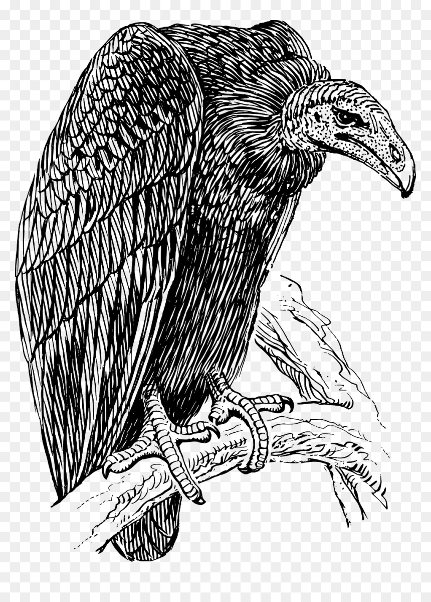 Vulture Drawing, HD Png Download - the vulture png