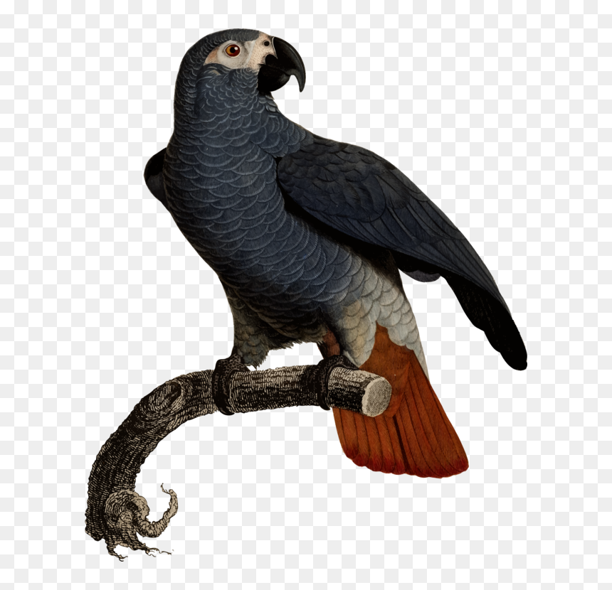 Eagle,vulture,bird - Jacques Barraband Print, HD Png Download - the vulture png