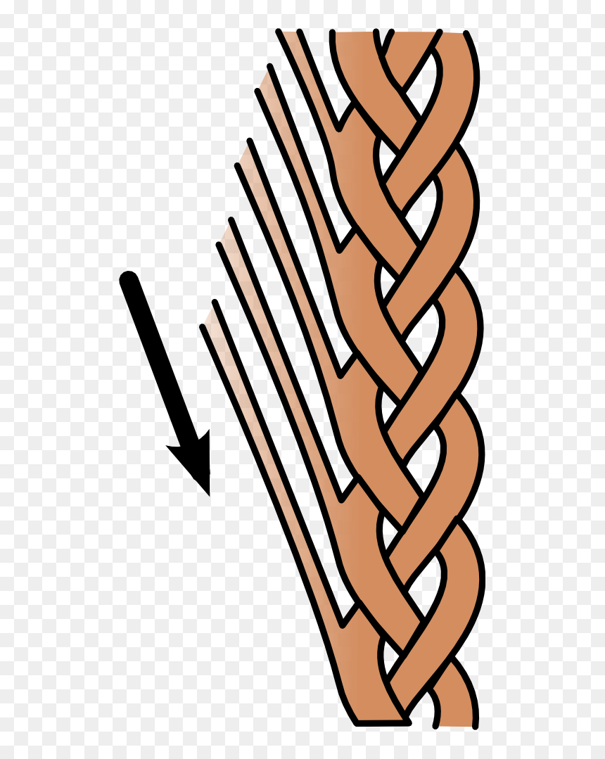 Lace Braid Graphic, HD Png Download - lace png file