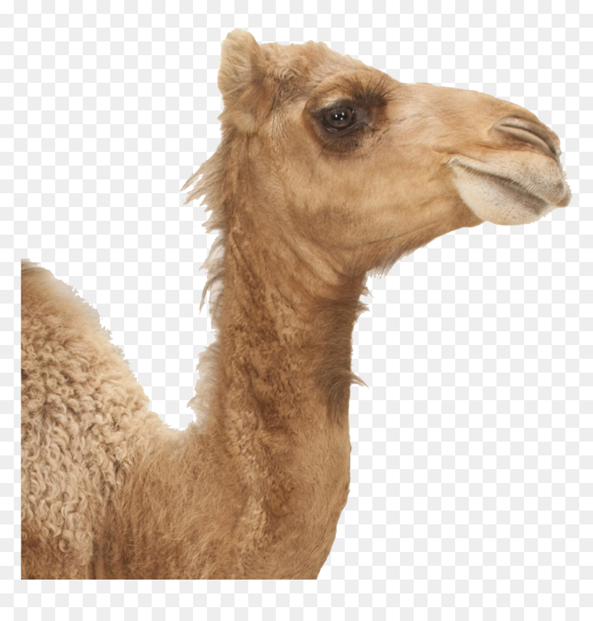 Camel Png Image Download - Camel Fact File, Transparent Png - camel.png