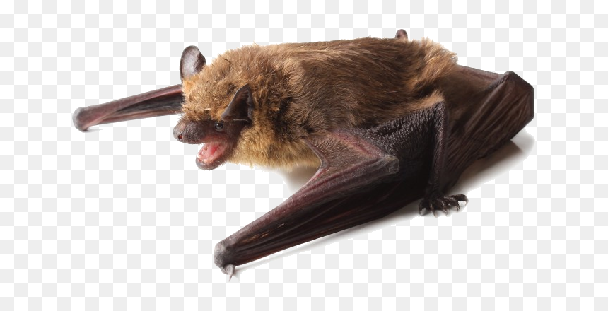 A Little Brown Bat Perched On Its Wings - Bats Black Or Brown, HD Png Download - fruit bat png