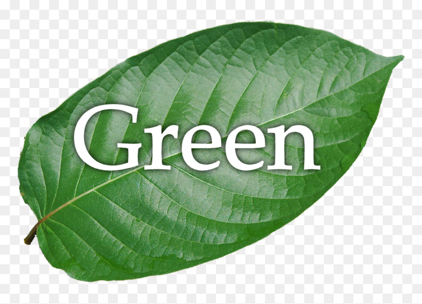 Green Elephant - Swamp Birch, HD Png Download - kratom png