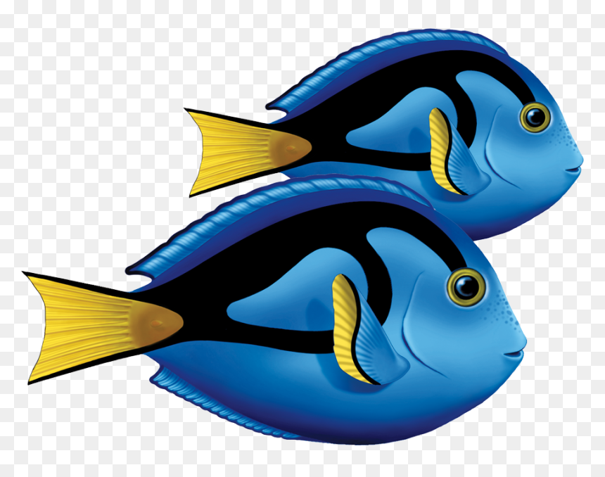 Porc-ta80d Blue Tang Double Copy - Blue Tang Fish Clipart, HD Png Download - blue tang png