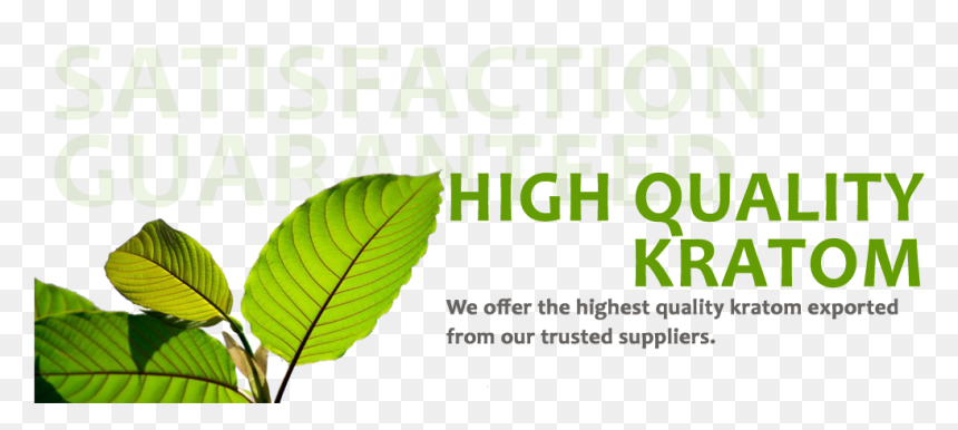 S - 3 V3 - Beech, HD Png Download - kratom png