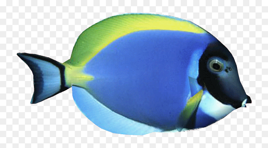 Powderbluetangdd - Powder Blue Tang Png, Transparent Png - blue tang png