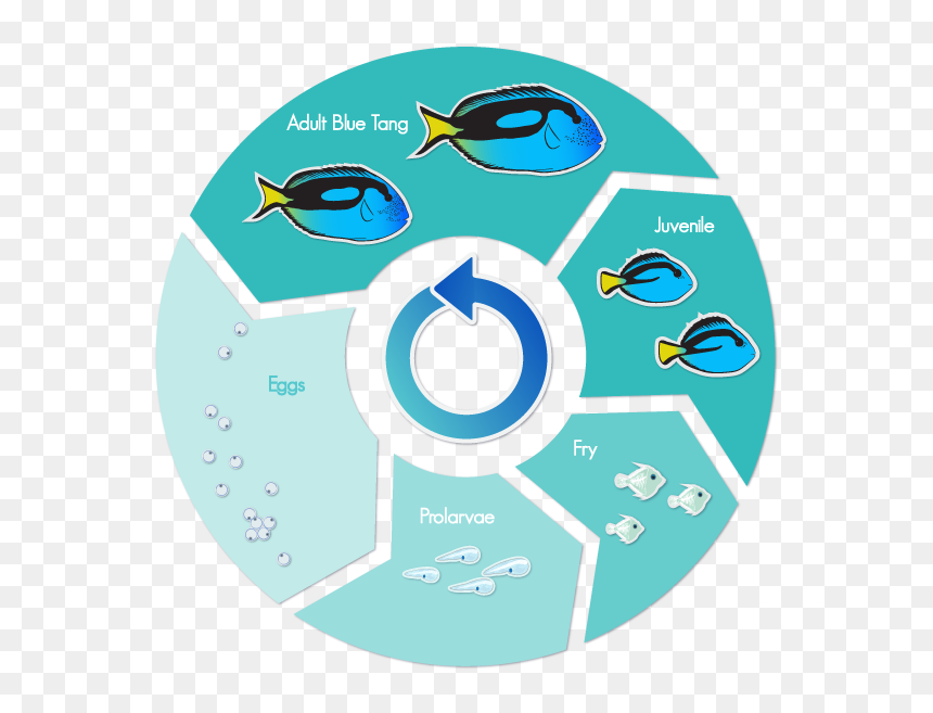 Regal Blue Tang Life Cycle, HD Png Download - blue tang png