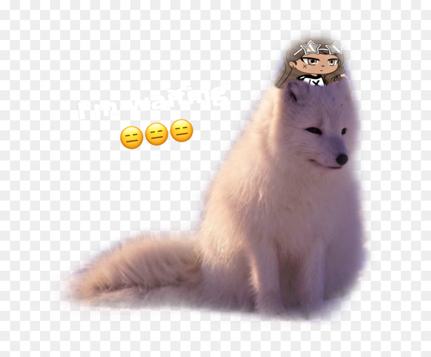 #snow #wolf #sad - Ferret, HD Png Download - snow wolf png