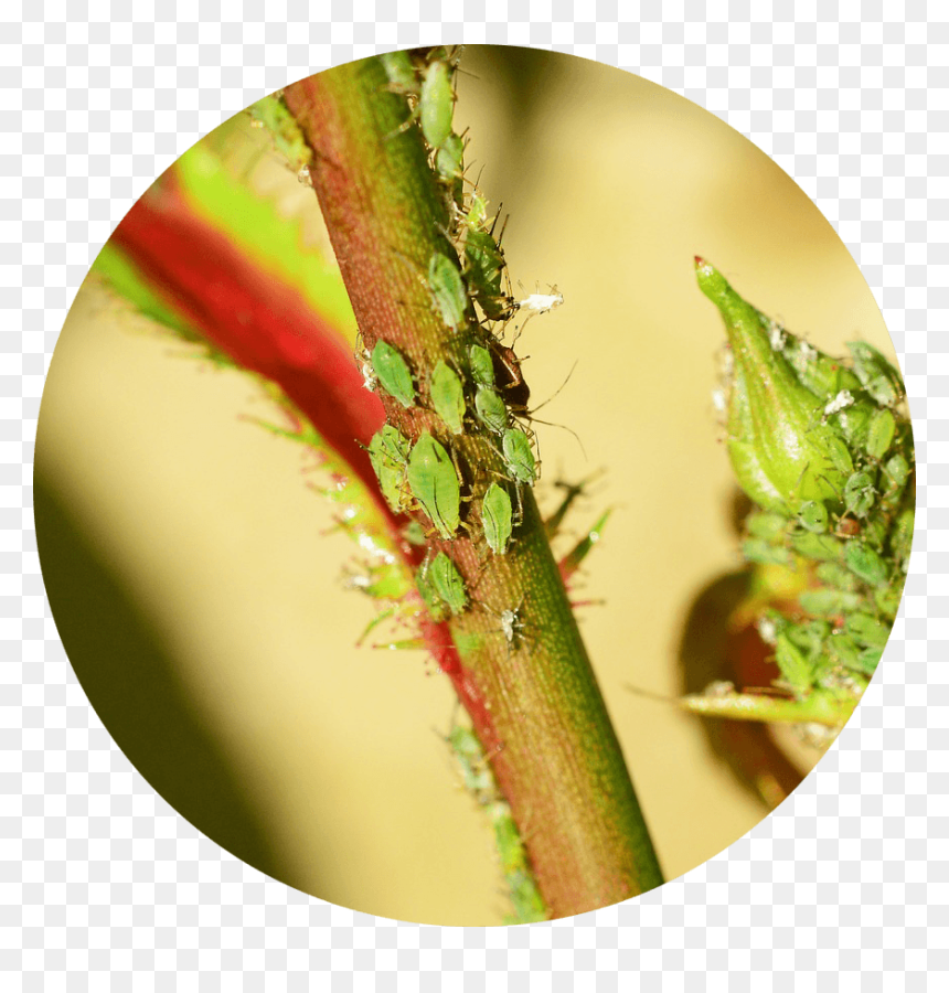 Bichitos Verdes En Plantas, HD Png Download - small plants png