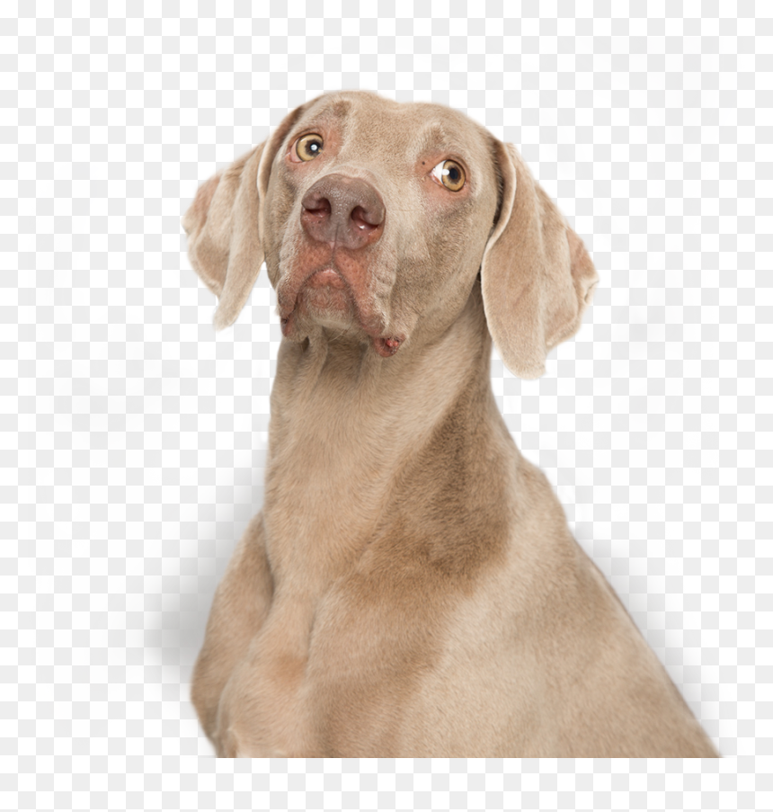 Weimaraner , Png Download - Weimaraner, Transparent Png - weimaraner png