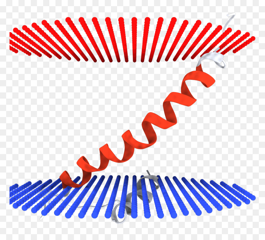 Faire Part Naissance Garçon Moustache Clipart , Png - Transmembrane Domain, Transparent Png - golgi apparatus png