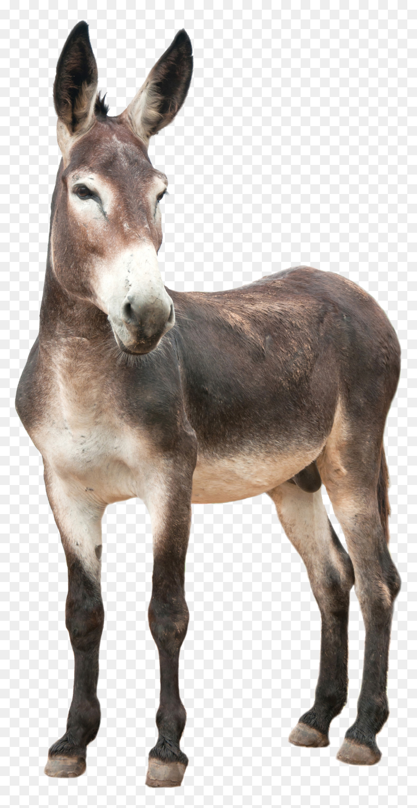 Donkey, Ass Png, Transparent Png - donkey silhouette png