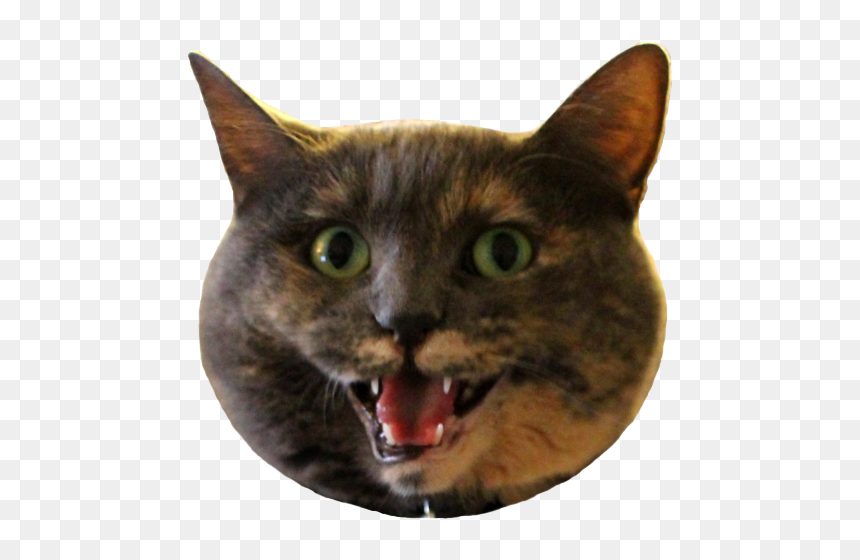 Cat Yawns, HD Png Download - screaming cat png