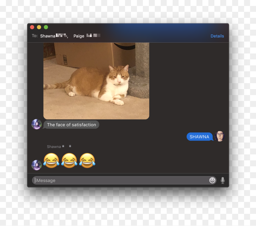 Kitten, HD Png Download - screaming cat png