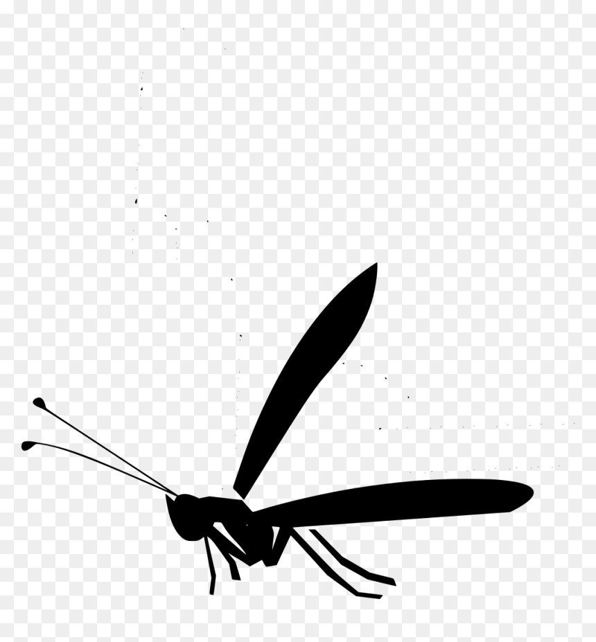 Insect, HD Png Download - bug wings png
