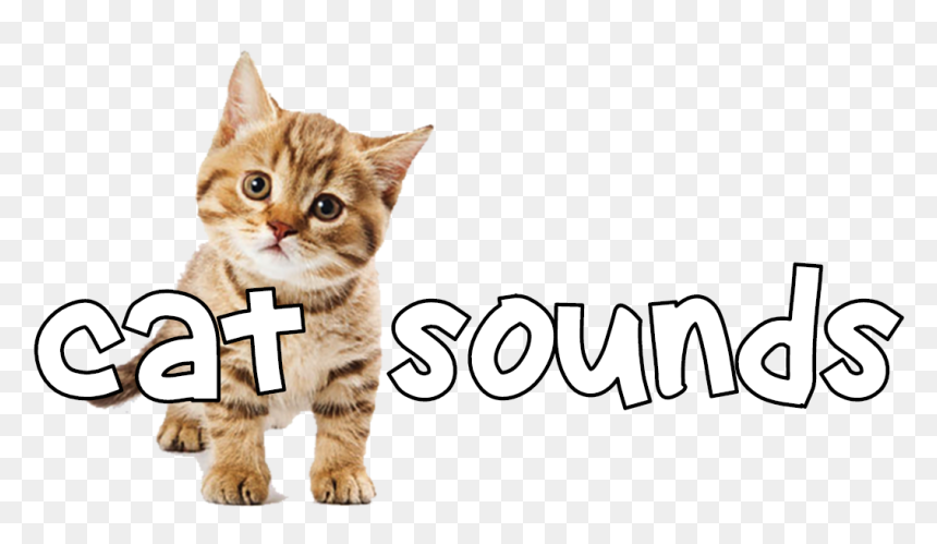 Cat Grabs Treat, HD Png Download - screaming cat png