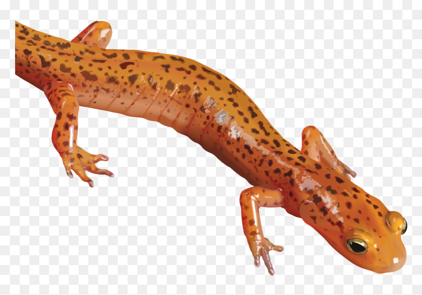 Download Salamander Png Clipart - Salamander Clipart Png, Transparent Png - pika png