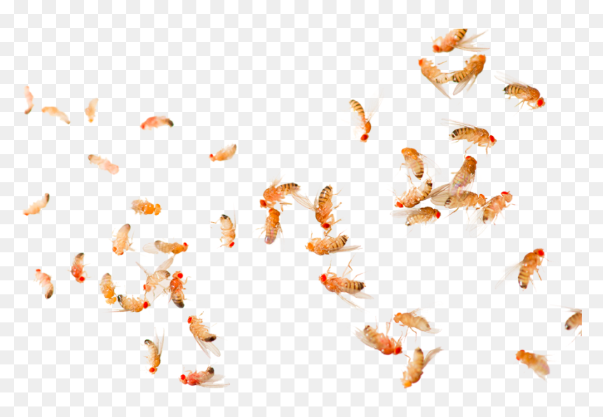 Fruit Flies, HD Png Download - flying bug png