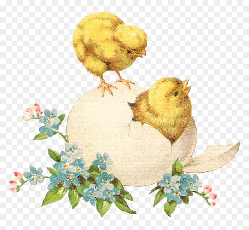 Chicken, HD Png Download - easter chicks png