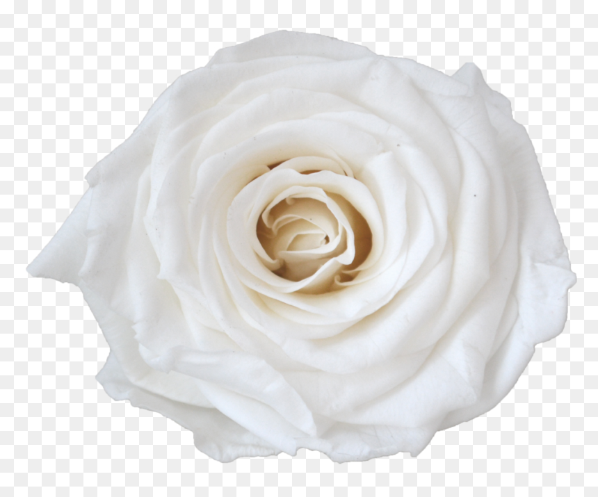 Single Rose Votive , Png Download - Floribunda, Transparent Png - votive png