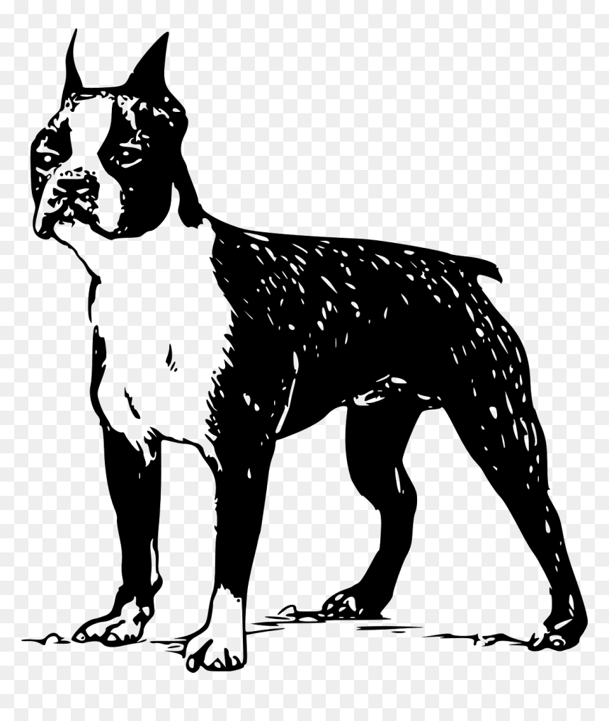 Boston Terrier Vector Free, HD Png Download - bull terrier png