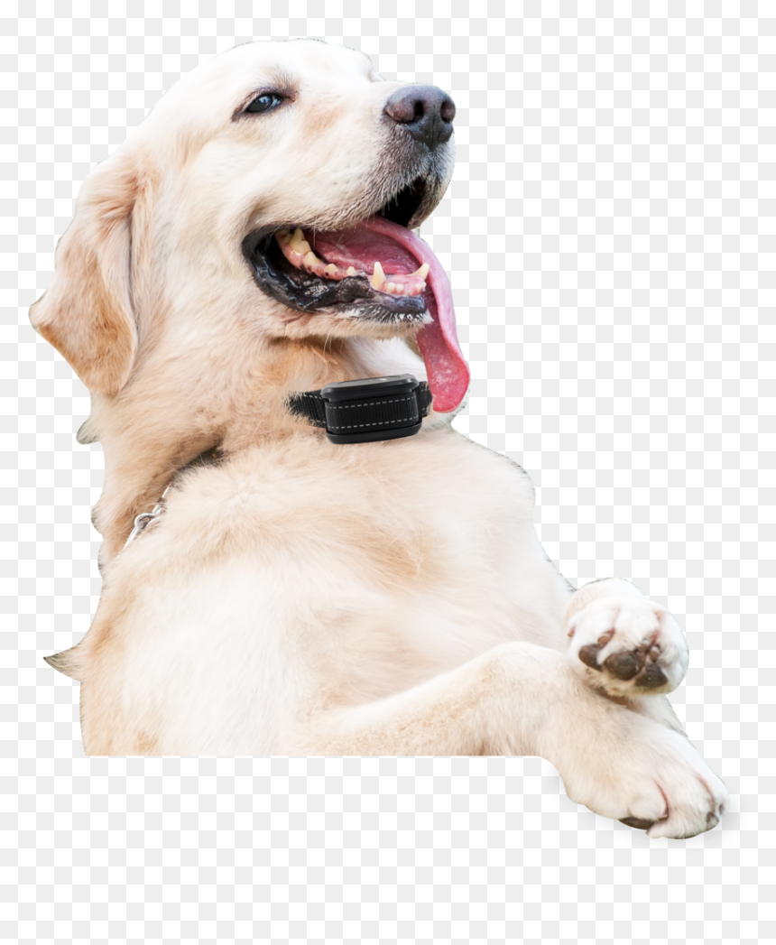 Dog Catches Something, HD Png Download - shock collar png