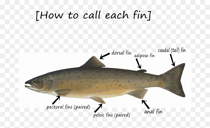 Fin-how To Call - Atlantic Salmon Lake Huron, HD Png Download - fish fins png