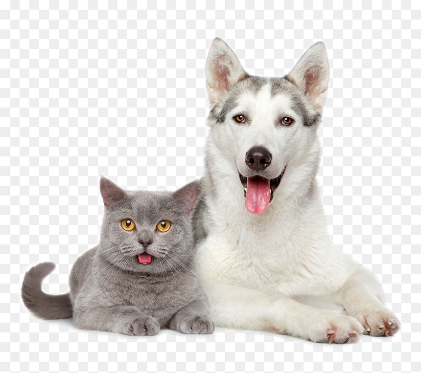 Vacunas Perros Y Gatos, HD Png Download - mascotas png