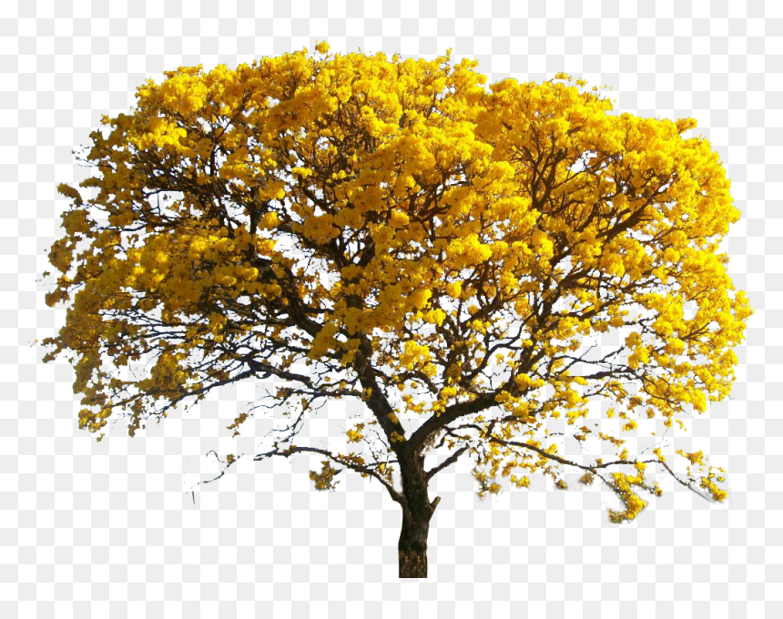 Architecture Tree Watercolor Png, Transparent Png - yellow tree png