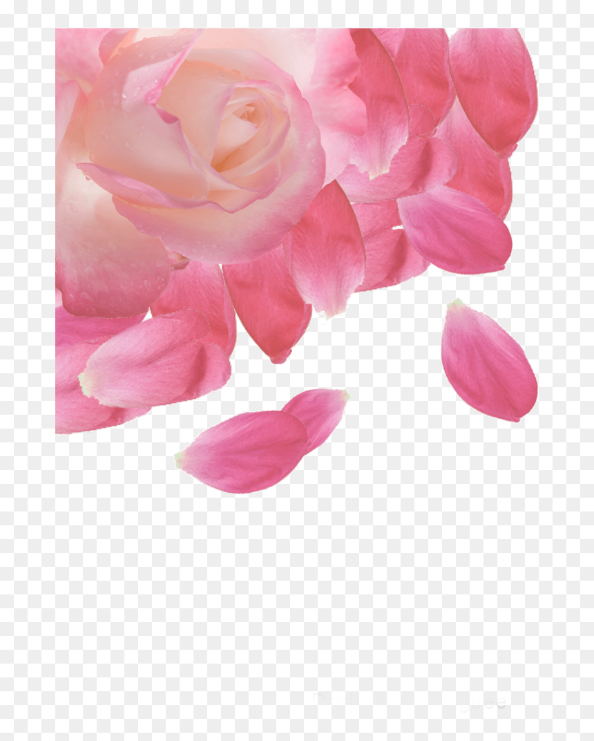 #ftestickers #flower #rose #petals #border #corner - ดอก กุหลาบ สีชมพู Png, Transparent Png - rose corner png