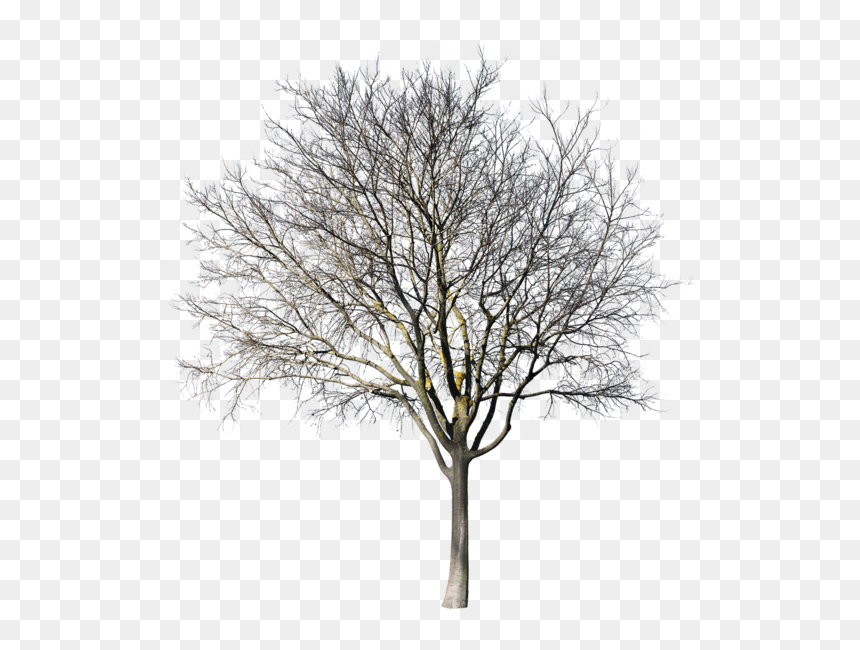 Oak, HD Png Download - black trees png