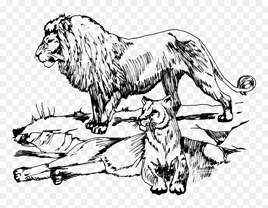 Lions - Drawing Art Animals Lion, HD Png Download - lion outline png