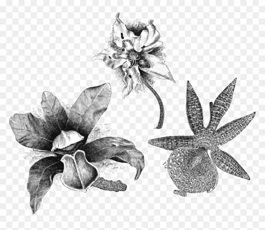 Farnham Orchid Brooches - Orchid Illustration Png, Transparent Png - white orchids png