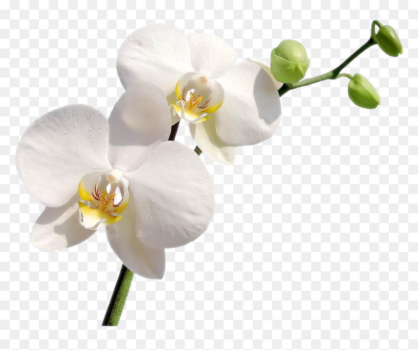 9 Png, White Orchid, Transparent Png - white orchids png