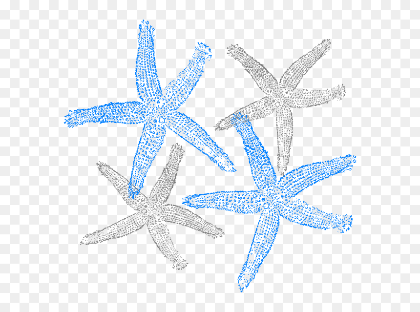 Starfish Clip Art, HD Png Download - starfish vector png
