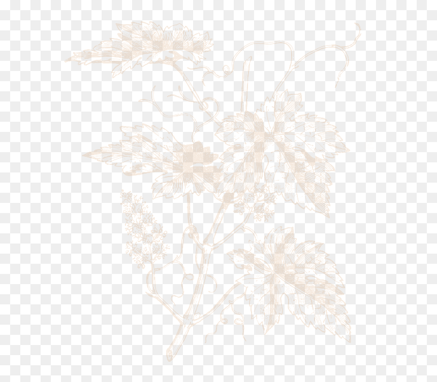 Vitis Vinifera Grapes , Png Download - Vitis Vinifera Grapes, Transparent Png - fondo png transparente